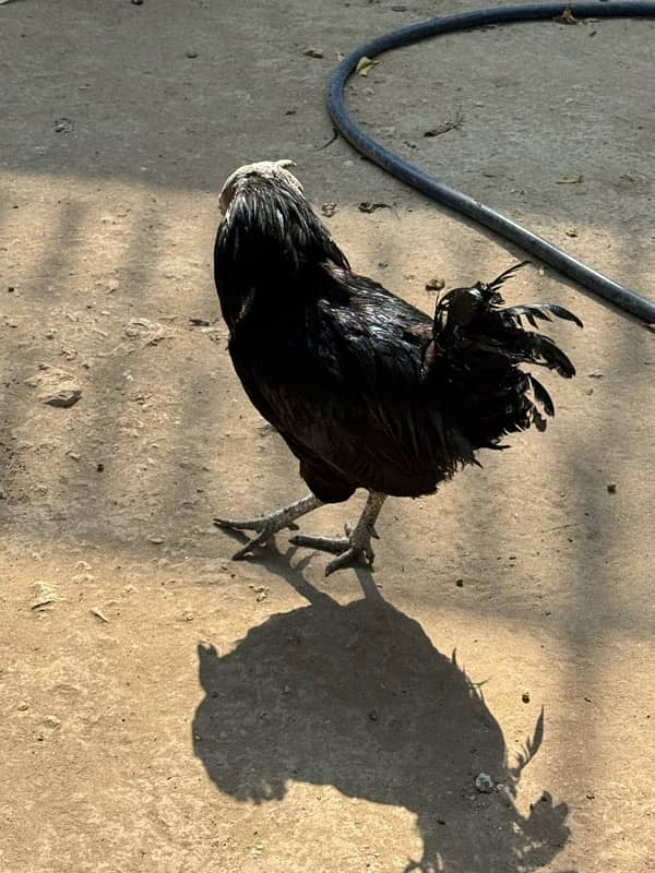 Ayam Cemani Male 1