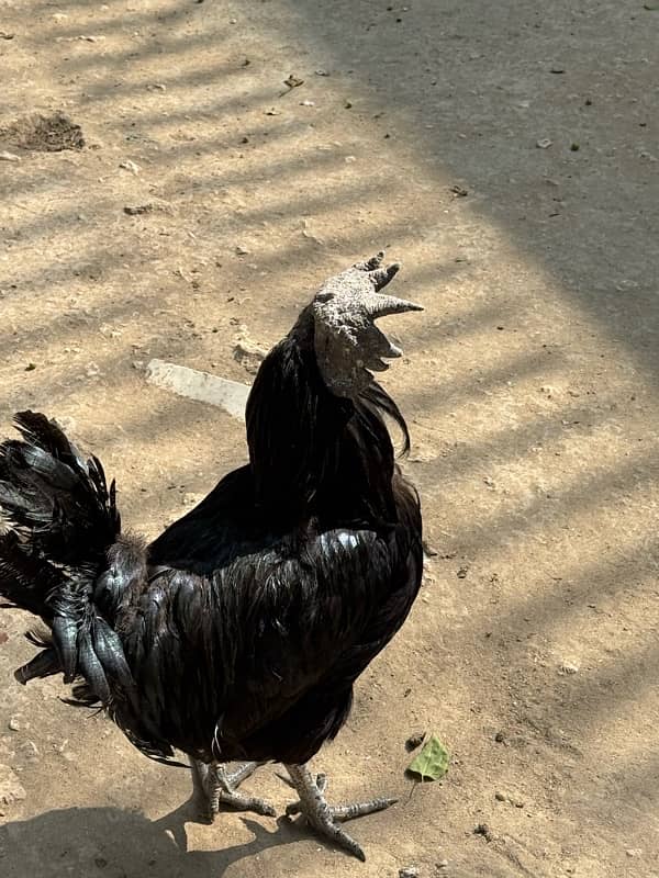 Ayam Cemani Male 2