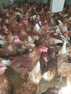 Lohman Brown Hens| german lohman hens | egg laying Hen | murghi