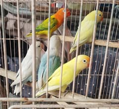 Different Love Birds, Jawa, cages and other birds For Sale