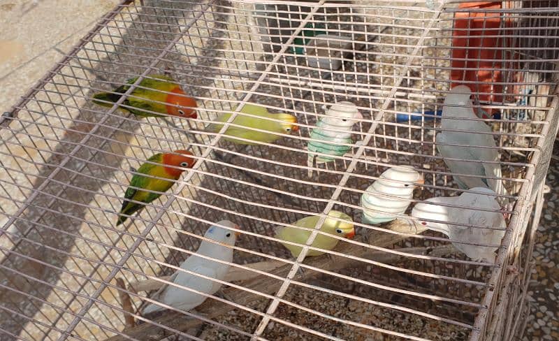 Different Love Birds, Jawa, cages and other birds For Sale 2