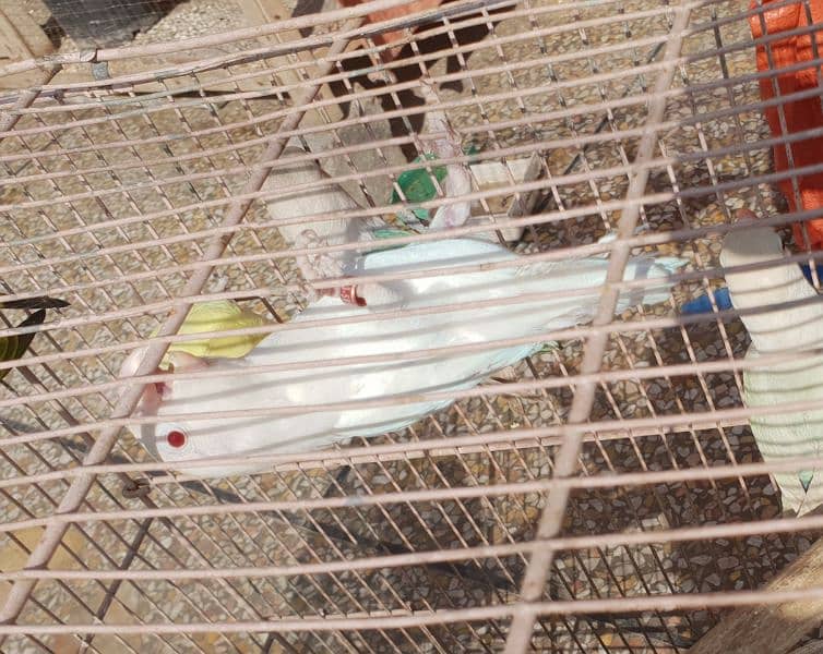 Different Love Birds, Jawa, cages and other birds For Sale 3