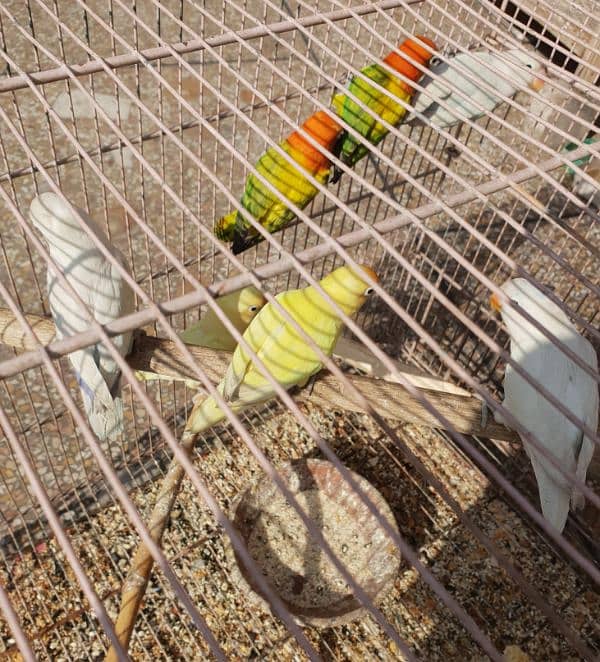 Different Love Birds, Jawa, cages and other birds For Sale 4