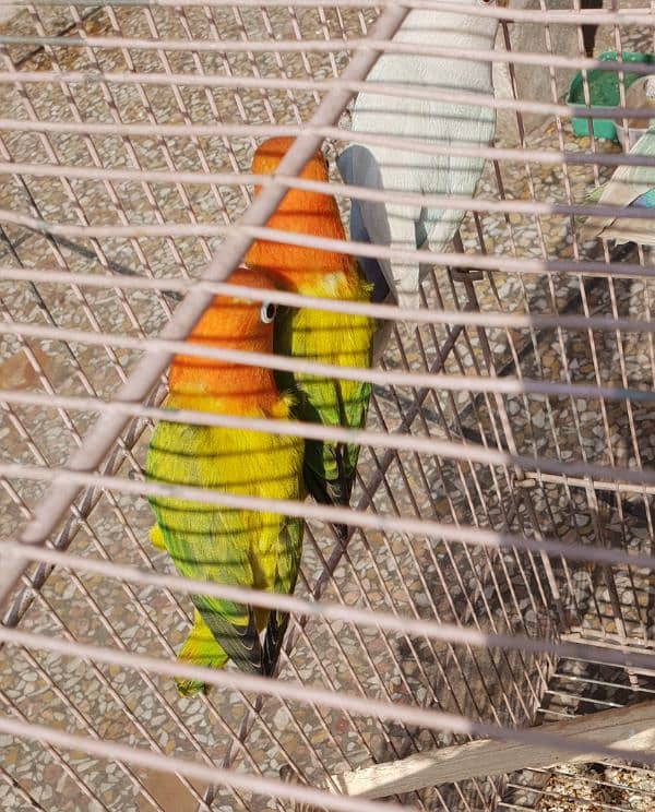 Different Love Birds, Jawa, cages and other birds For Sale 5