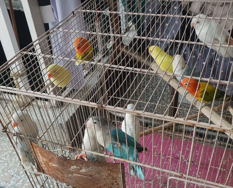 Different Love Birds, Jawa, cages and other birds For Sale 6