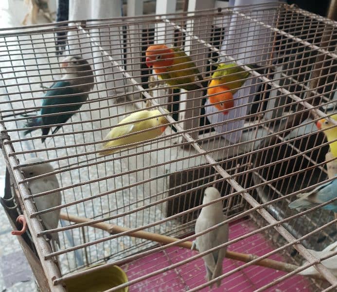 Different Love Birds, Jawa, cages and other birds For Sale 7