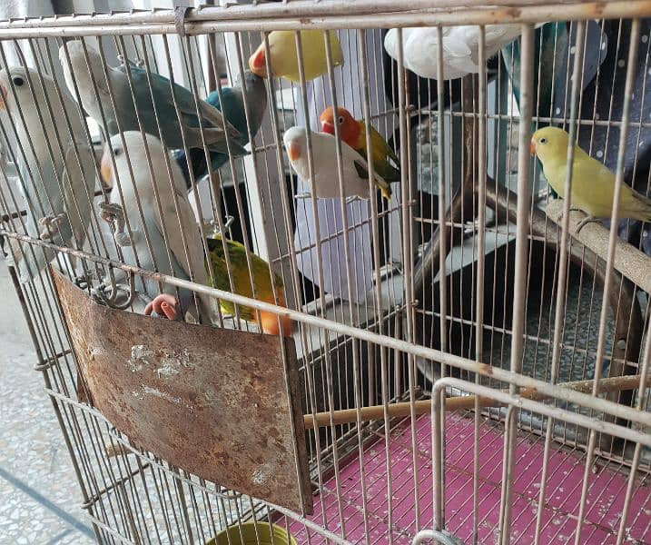 Different Love Birds, Jawa, cages and other birds For Sale 8