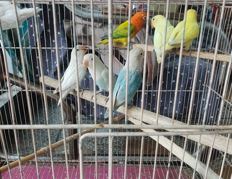 Different Love Birds, Jawa, cages and other birds For Sale 9