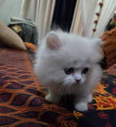 White Persian Kitten (Male)