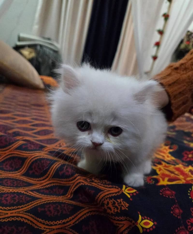 White Persian Kitten Triple Punch Face (Male) 1