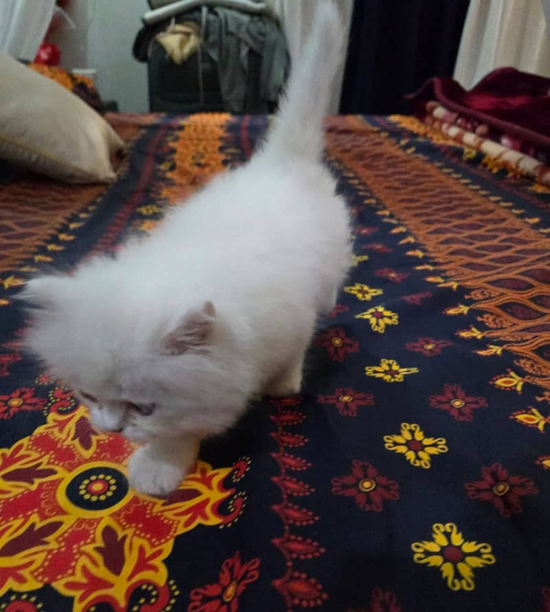 White Persian Kitten Triple Punch Face (Male) 2