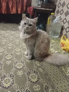 Dubble cort Persion female cat For Urgent sale Mobile 03099832236