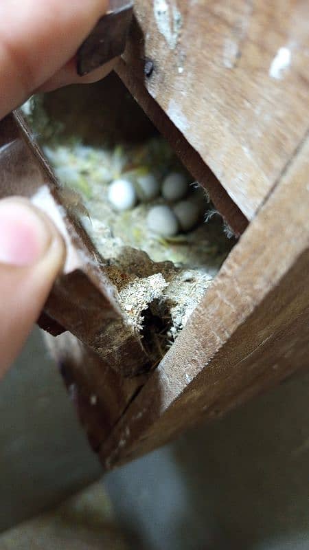 2 pairs of common lutino with eggs and 1 female of blue fishre 0