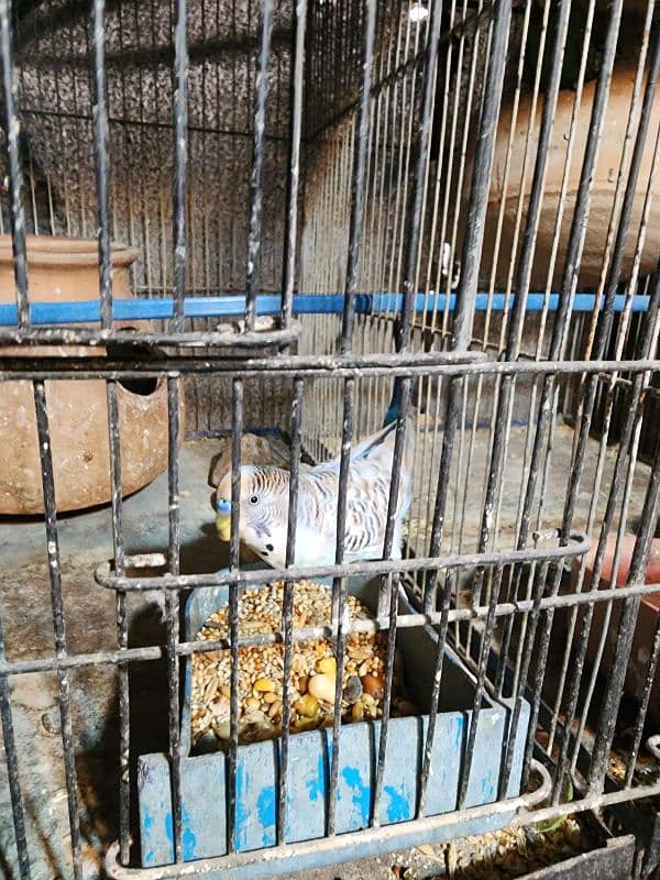 TCB Budgie breeder Pair With Chicks 0