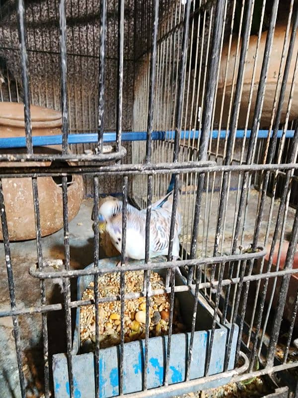 TCB Budgie breeder Pair With Chicks 1