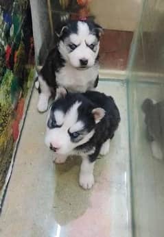 Siberian Husky | Wooly Coat | Blue Eyes | Siberian Husky Puppies