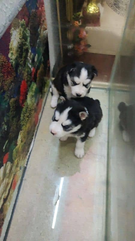 Siberian Husky | Wooly Coat | Blue Eyes | Siberian Husky Puppies 2