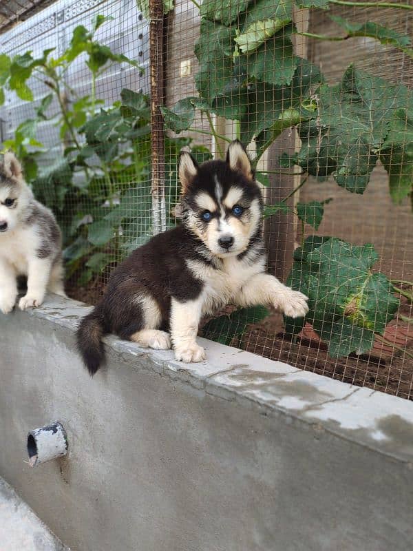 Siberian Husky | Wooly Coat | Blue Eyes | Siberian Husky Puppies 3