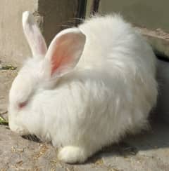 Red Eye White Long Hair Angora-like Breeder and other Rabbit