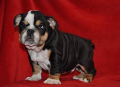 english bulldog puppy available for sale