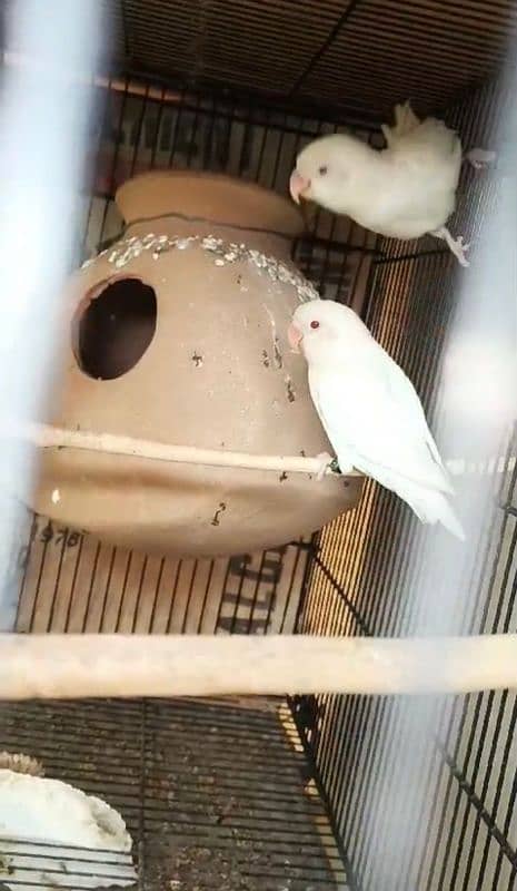 albino black eye creamino rozicoli albino red eye breeder pairs 7