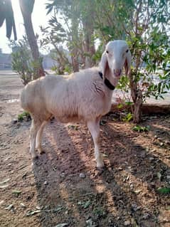 Turkey Sheep