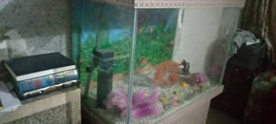 new fish aquarium