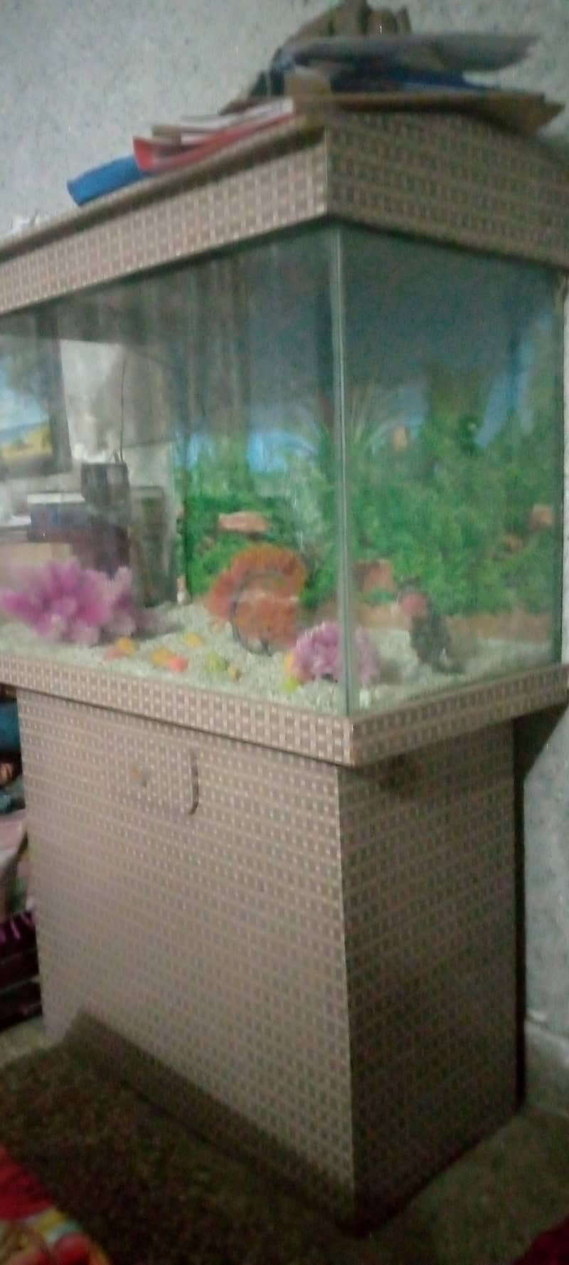 new fish aquarium 1