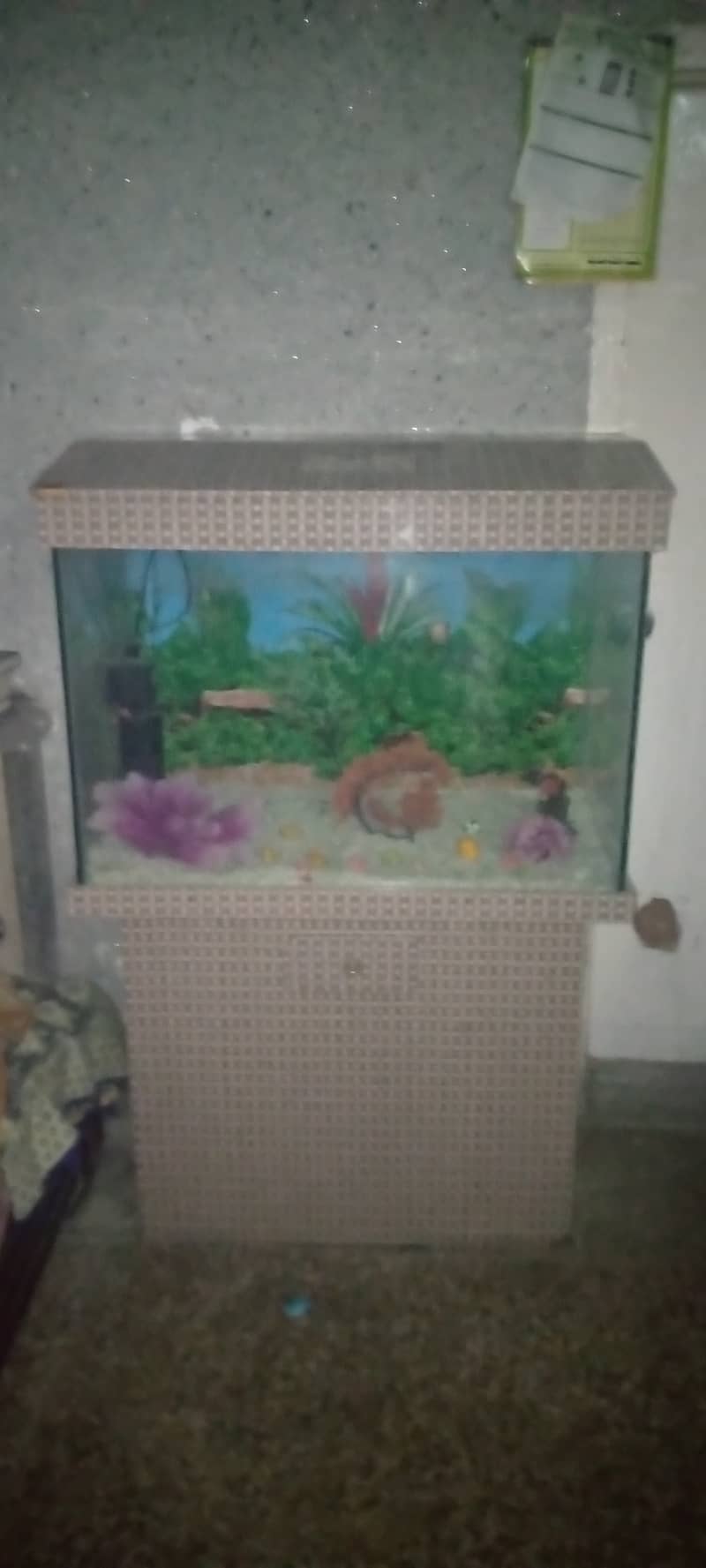 new fish aquarium 2