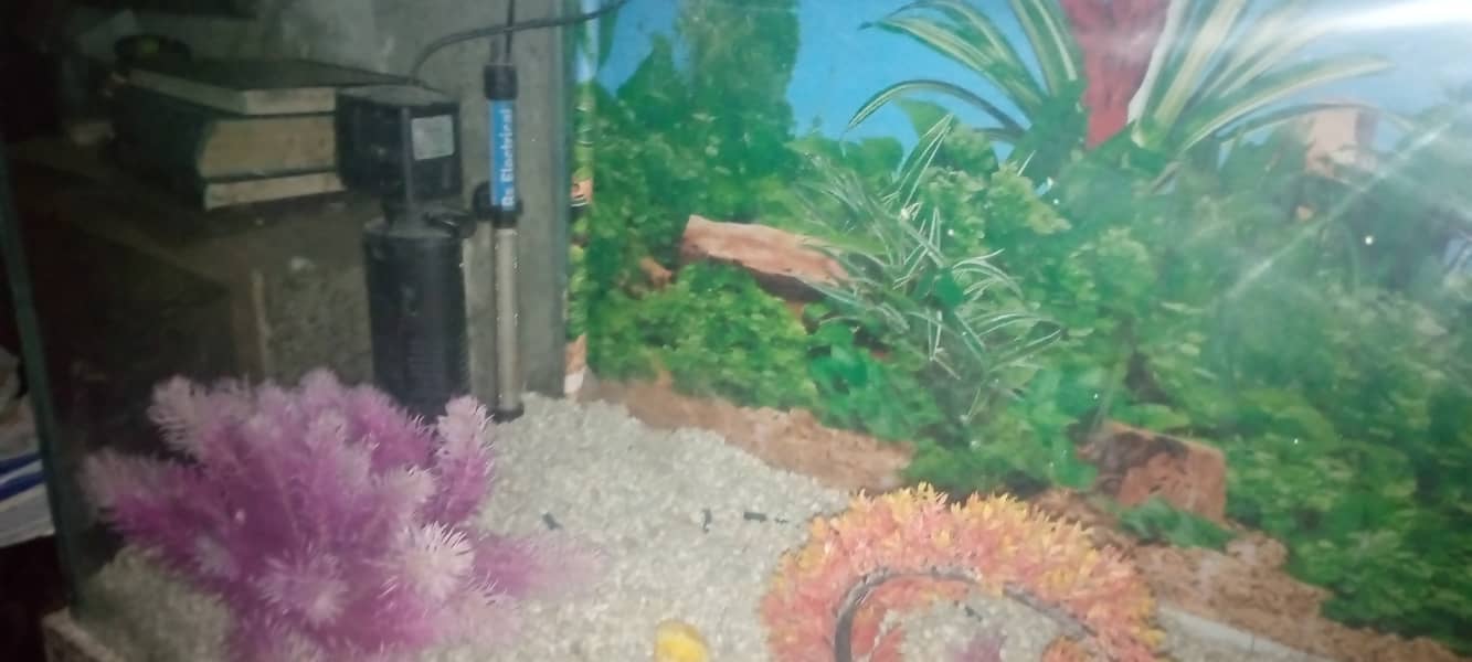 new fish aquarium 3