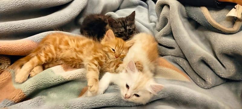 semi Persian kittens 3