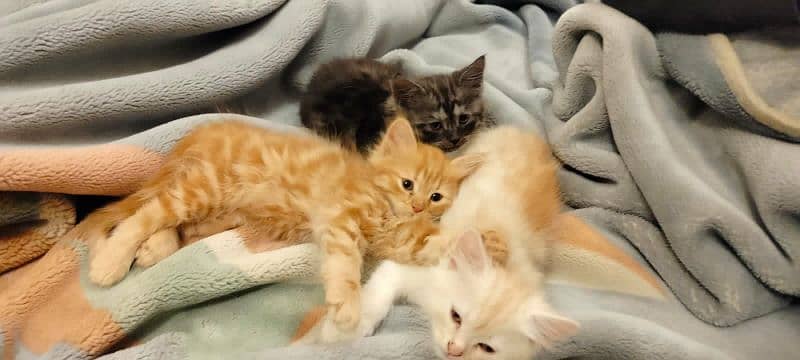 semi Persian kittens 6