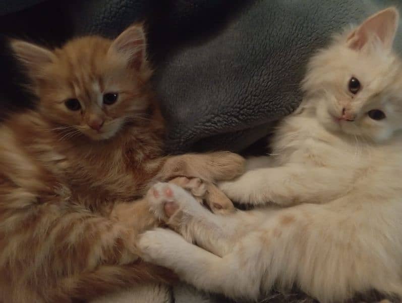 semi Persian kittens 7