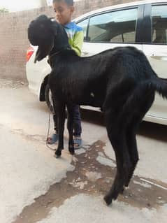 Goat | Betal Goat | Amritsri Betal Goat | Goat for Sale