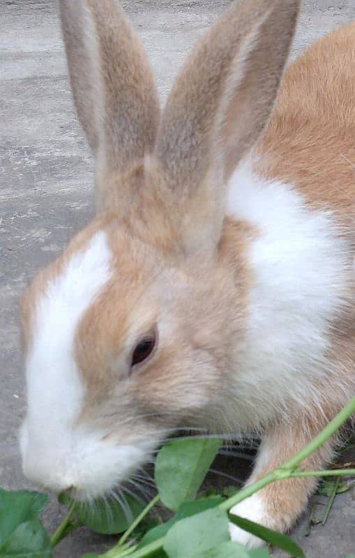 Rabbit Red Eye White Long Hair Angora-like Breeder Male and other 1