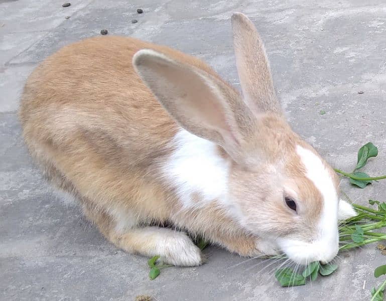 Rabbit Red Eye White Long Hair Angora-like Breeder Male and other 7