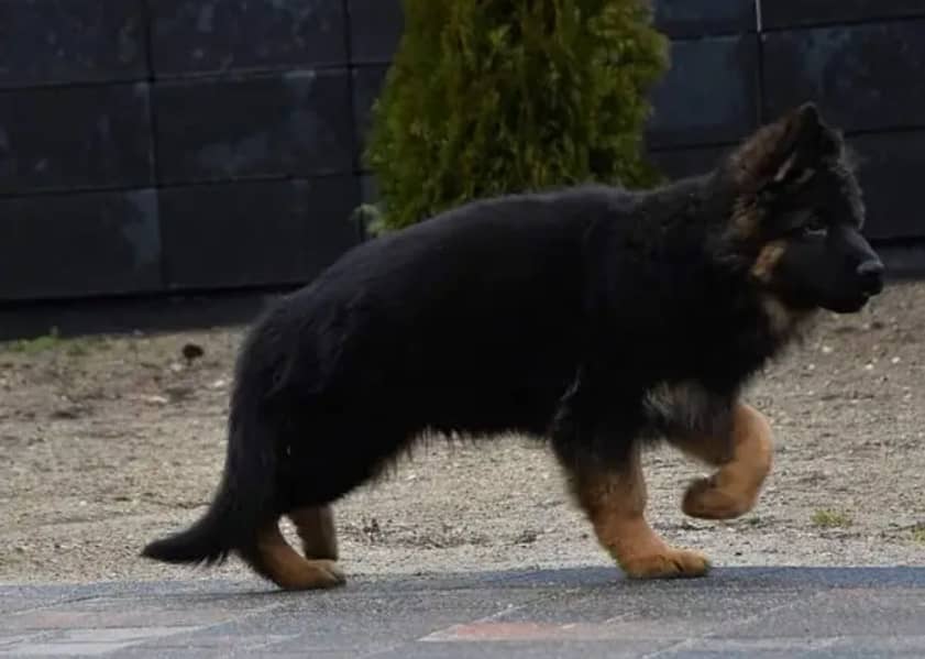 german shepherd pink pedigree male pupp available for sale 1