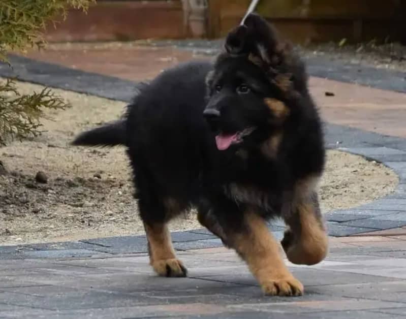 german shepherd pink pedigree male pupp available for sale 2