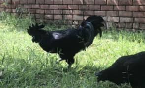 Ayam Cemani chicks