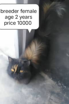 Persian cat for sale