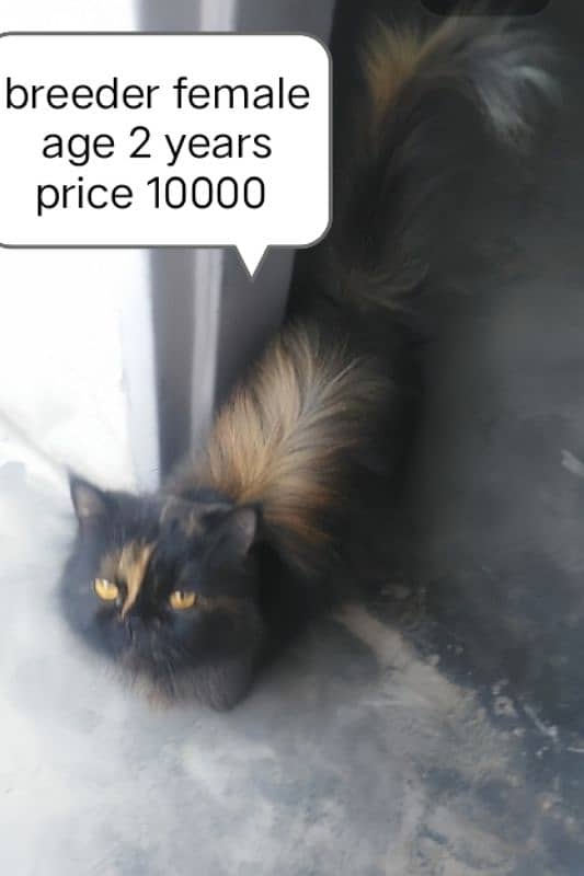 Persian cat for sale 0