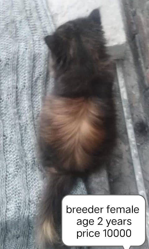 Persian cat for sale 1