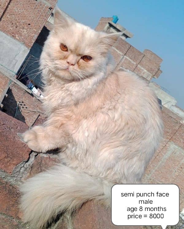 Persian cat for sale 2