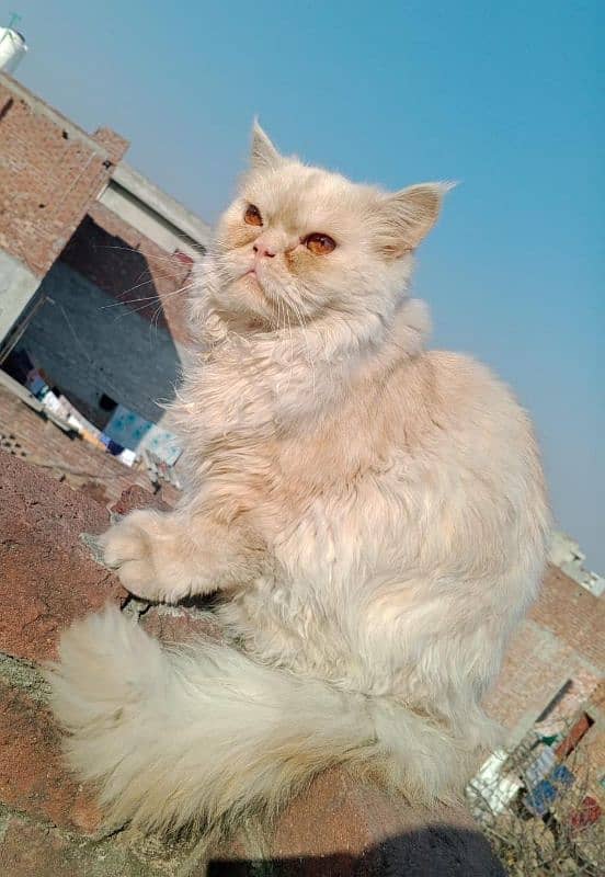 Persian cat for sale 3