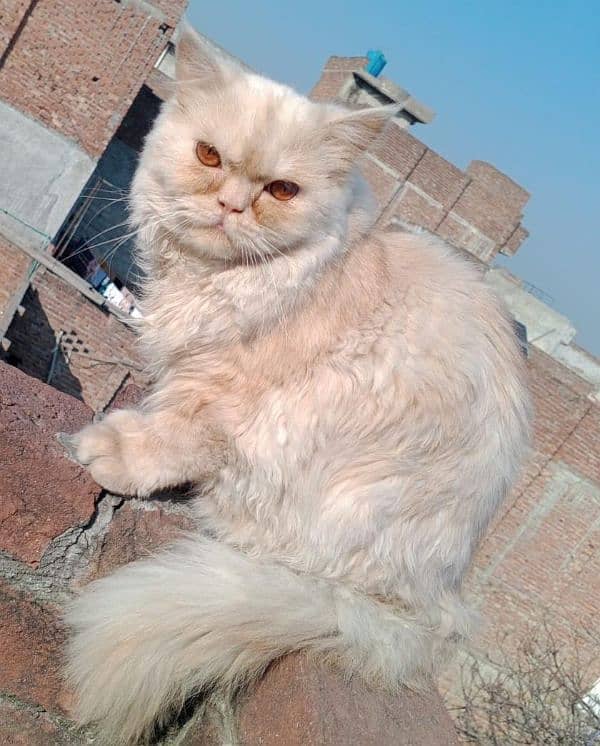 Persian cat for sale 4