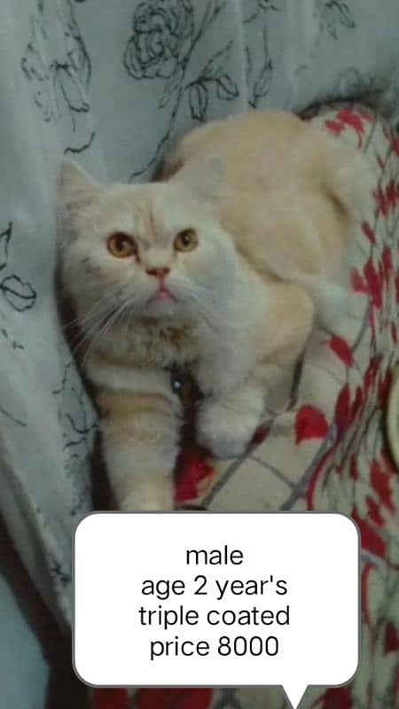 Persian cat for sale 5