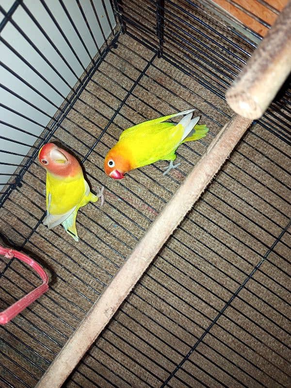 beeder lovebirds 1