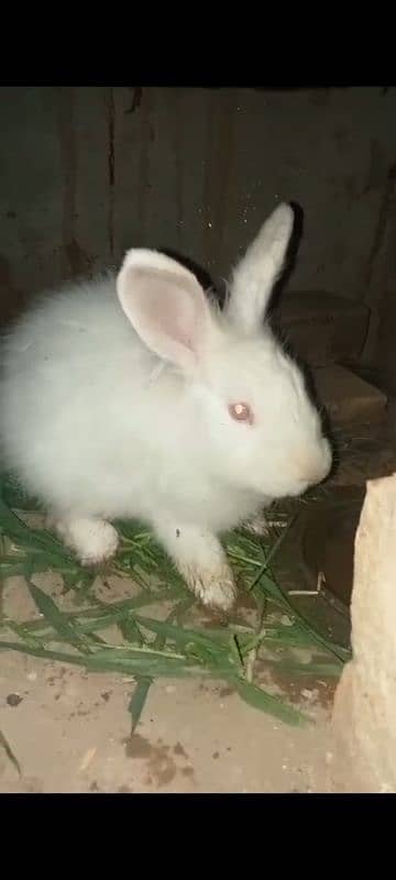 English angora big size pair 0