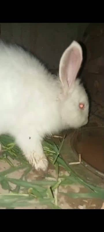 English angora big size pair 2