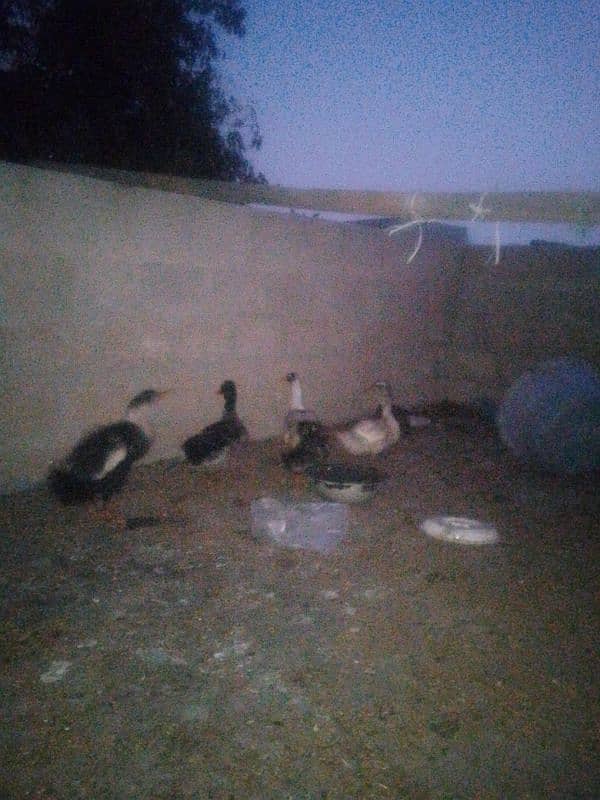 6 Ducks hain 4